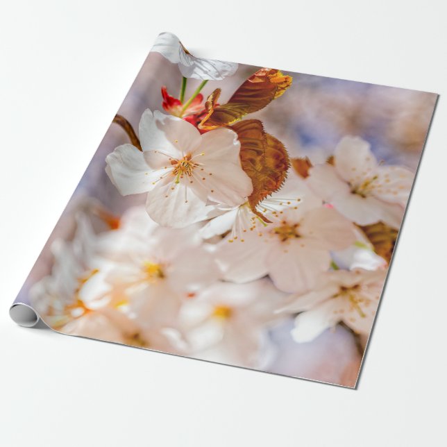 Spectacular Sakura Flowers. Hanami Season Wrapping Paper (Unrolled)