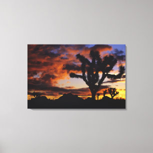 Spectacular Sunrise at Joshua Tree National Canvas Print