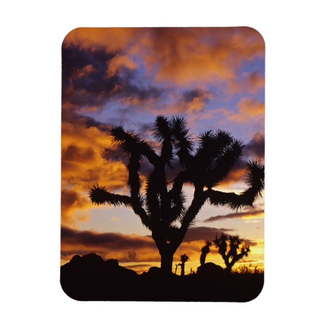 Spectacular Sunrise at Joshua Tree National Park Magnet (Vertical)