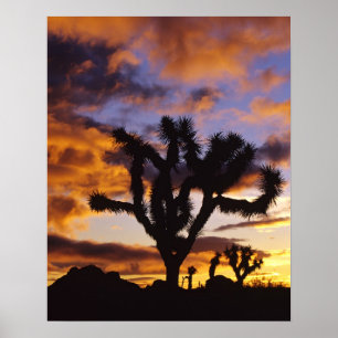 Spectacular Sunrise at Joshua Tree National Park Poster