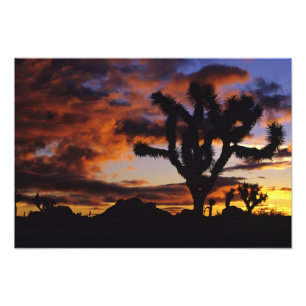 Spectacular Sunrise at Joshua Tree National Photo Print