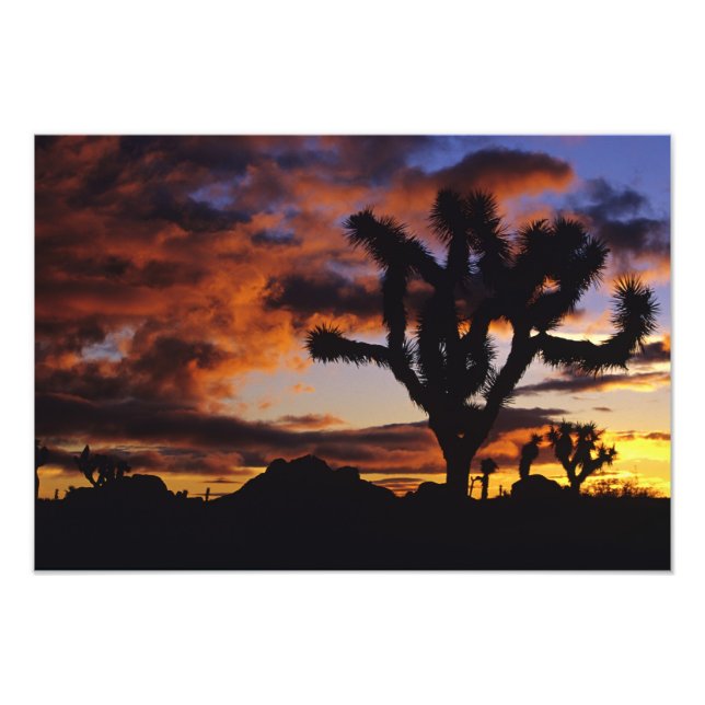 Spectacular Sunrise at Joshua Tree National Photo Print (Front)
