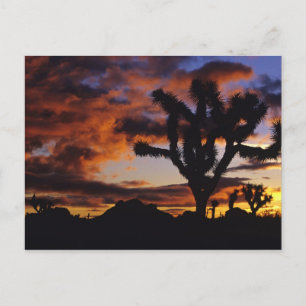 Spectacular Sunrise at Joshua Tree National Postcard