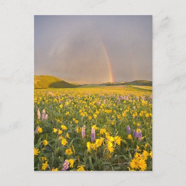 Spectacular wildflower meadow at sunrise in 2 postcard (Front)