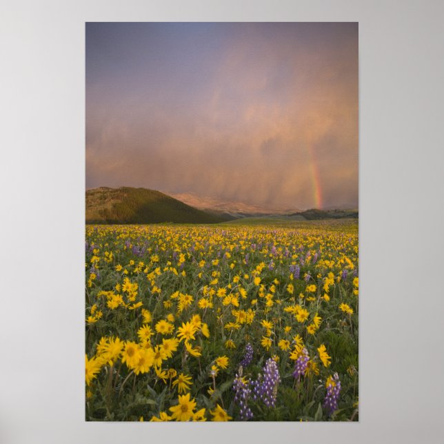 Spectacular wildflower meadow at sunrise in poster (Front)