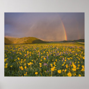 Spectacular wildflower meadow at sunrise in the 2 poster