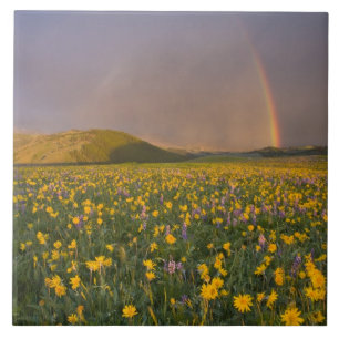 Spectacular wildflower meadow at sunrise in the 2 tile