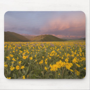 Spectacular wildflower meadow at sunrise in the mouse mat