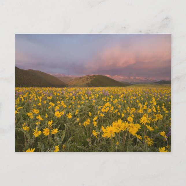 Spectacular wildflower meadow at sunrise in the postcard (Front)