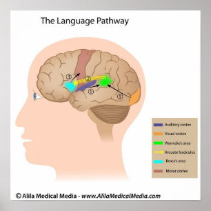 Speech centres of the brain diagram. poster