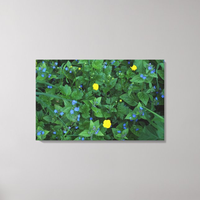 Speedwell and Buttercups Canvas Print (Front)