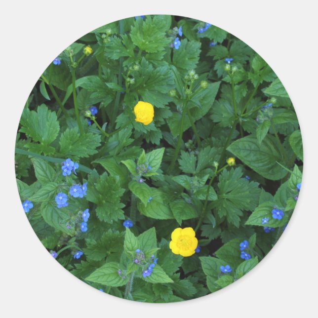 Speedwell and Buttercups Classic Round Sticker (Front)