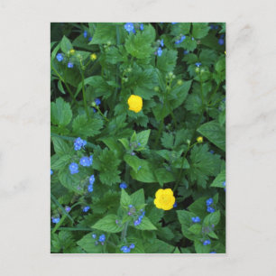 Speedwell and Buttercups Postcard