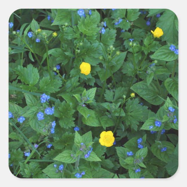 Speedwell and Buttercups Square Sticker (Front)