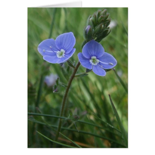 Speedwell Blue Flowers Card (Front)