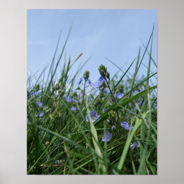 Speedwell Flower Meadow Poster (Front)