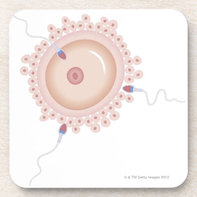 Sperm Containing Mutated Gene Coaster (Front)