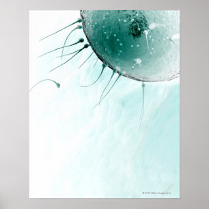 Sperm Fertilising an Ovum. Poster