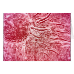 Sperm Travelling Towards Egg With Cellia