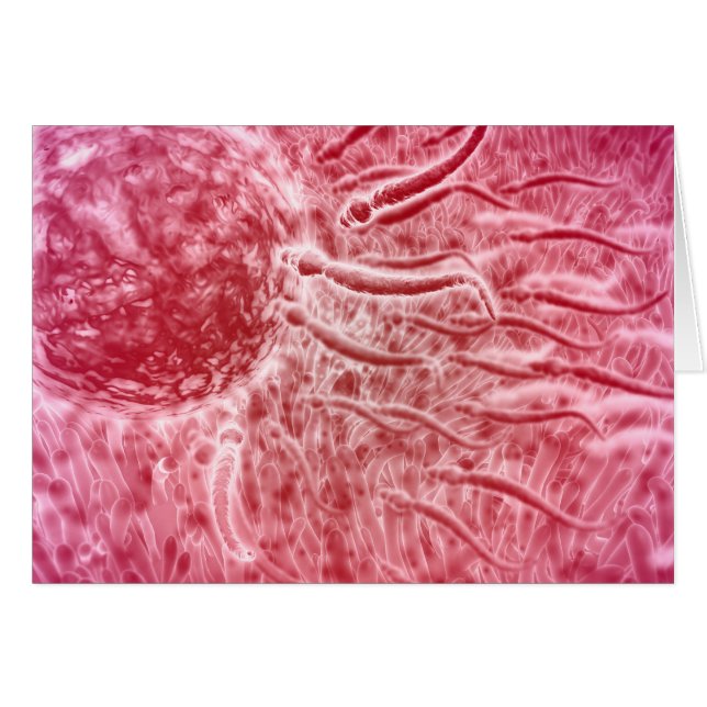 Sperm Travelling Towards Egg With Cellia (Front Horizontal)