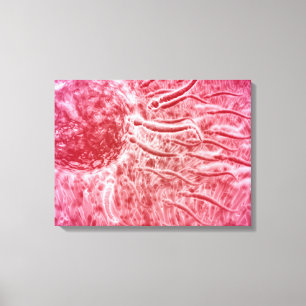 Sperm Travelling Towards Egg With Cellia Canvas Print
