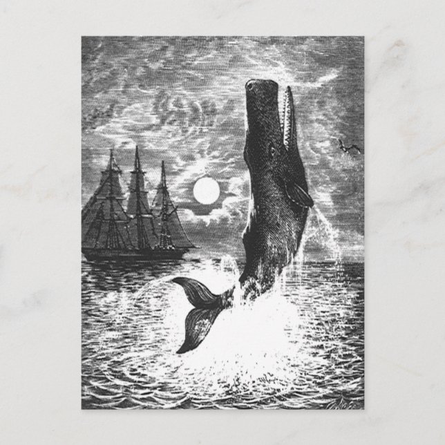 Sperm Whale Breaching, Vintage Marine Life Animals Postcard (Front)