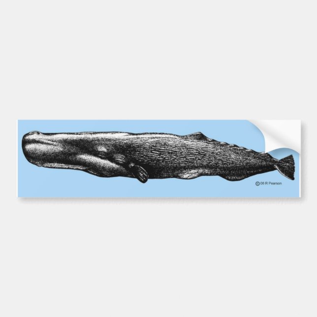 Sperm Whale Bumper Sticker (Front)