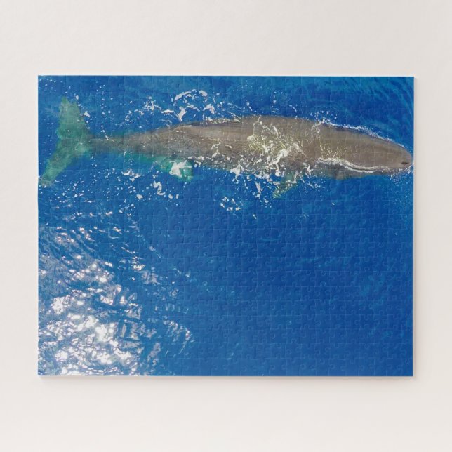 Sperm Whale Jigsaw Puzzle (Horizontal)