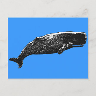 Sperm Whale Postcard