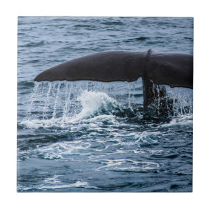 Sperm Whale Tile