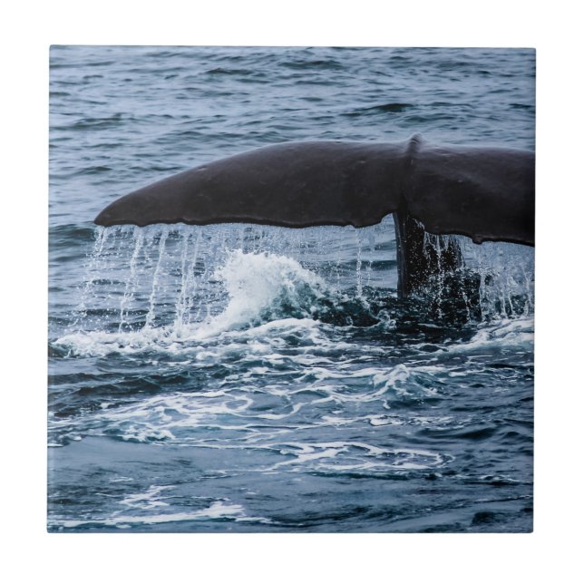 Sperm Whale Tile (Front)