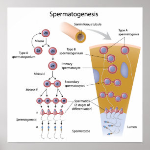 Spermatogenesis Poster