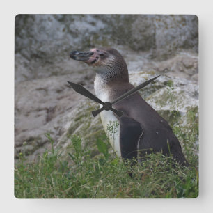 Spheniscus humboldti square wall clock