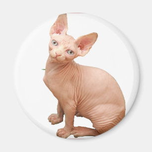 Sphinx cat magnet