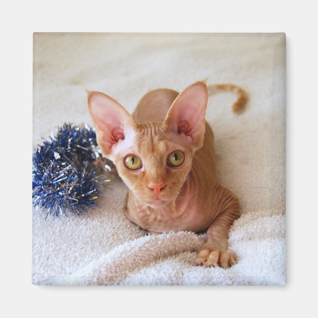 Sphinx Cat With Blue Tinsel Magnet (Front)