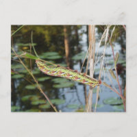 Sphinx Moth Caterpillar on Ludwigia