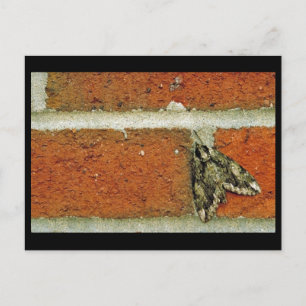 Sphinx moth postcard