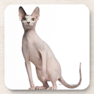 Sphynx (13 months old) coaster