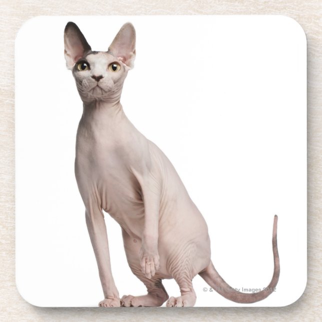 Sphynx (13 months old) coaster (Front)