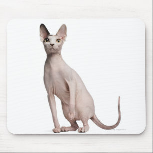 Sphynx (13 months old) mouse mat