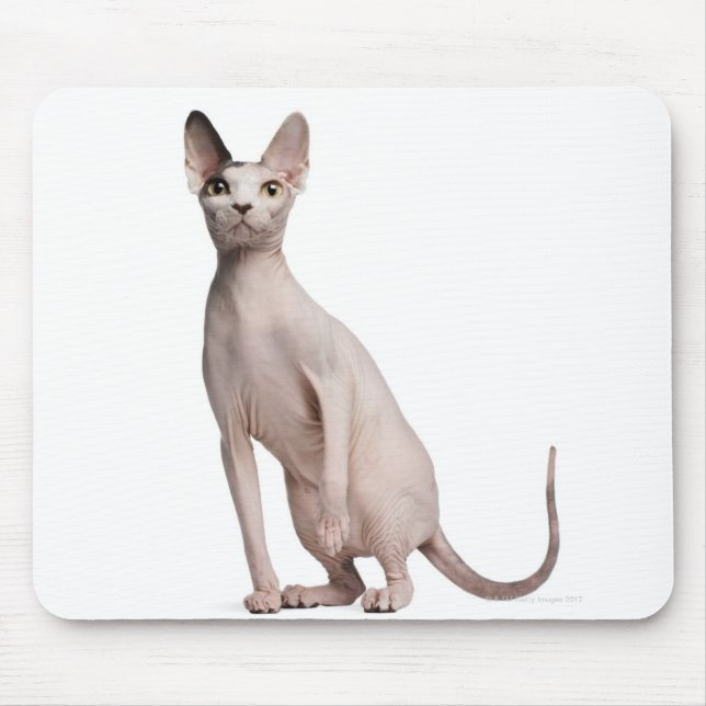 Sphynx (13 months old) mouse mat (Front)