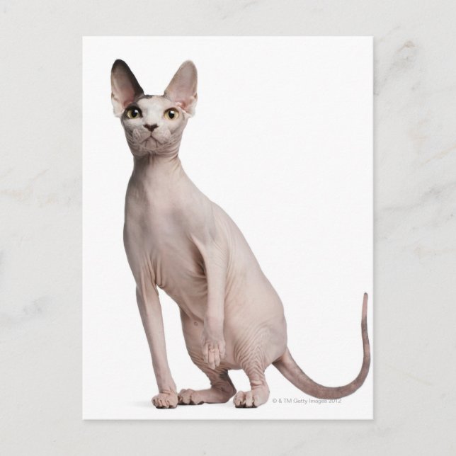 Sphynx (13 months old) postcard (Front)