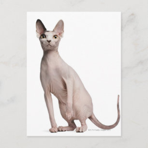 Sphynx (13 months old) postcard