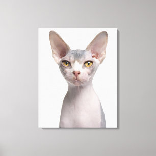 Sphynx (7 months old) canvas print