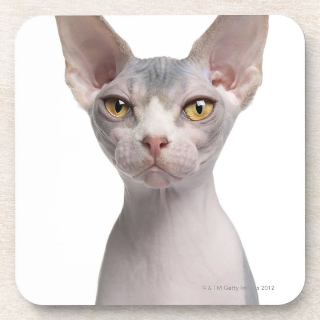 Sphynx (7 months old) coaster (Front)