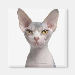 Sphynx (7 months old) magnet