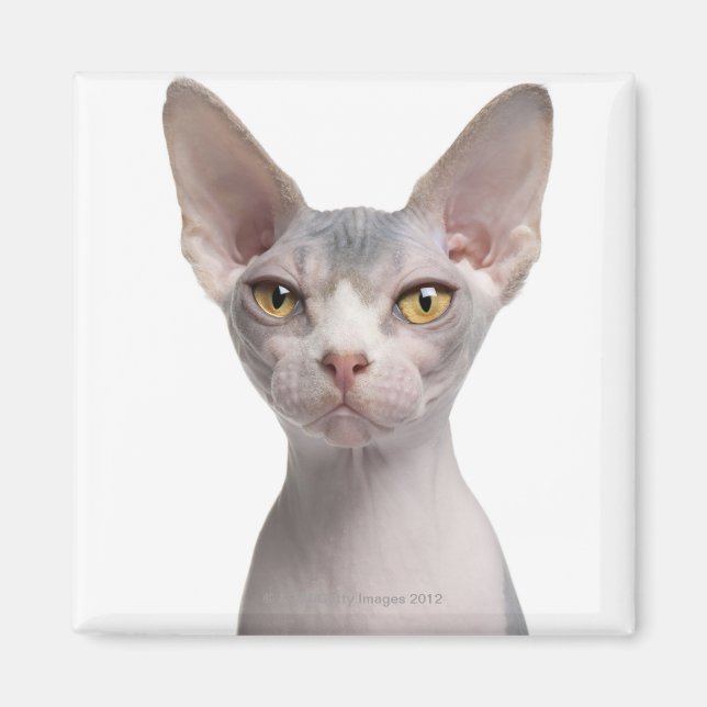 Sphynx (7 months old) magnet (Front)