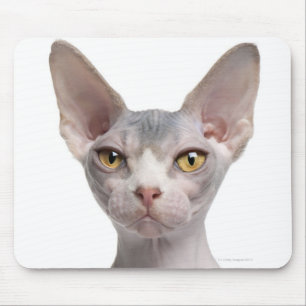 Sphynx (7 months old) mouse mat
