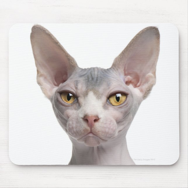 Sphynx (7 months old) mouse mat (Front)