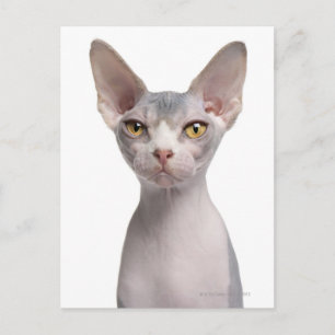 Sphynx (7 months old) postcard